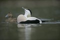 Eider duck, Somateria mollissima Royalty Free Stock Photo