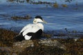 An Eider duck Somateria mollissima sitting on seaweed and rocks at the edge of the sea. Royalty Free Stock Photo