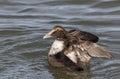 Eider Duck wings spread, a large sea duck at the Barnegat Inlet, New Jersey Royalty Free Stock Photo