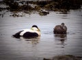 Eider ducks on Icelandic beach