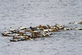 Eider ducks swimming