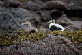 Eider male and female duck