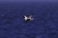 Eider male in flight Royalty Free Stock Photo