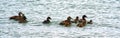 Eiders family at Sainte-Flavie on Saint-Laurent River