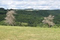 two dead trees above a green healthy Elztal Royalty Free Stock Photo