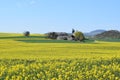 pilgrim church Fraukirch between yellow fields in the Eifel