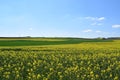 yellow canola fields in the Eifel during springtime