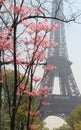 Eiffel tower in bloom, Paris, France Royalty Free Stock Photo