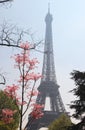 Eiffel tower in bloom, Paris, France Royalty Free Stock Photo