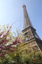 Eiffel tower in bloom, Paris, France Royalty Free Stock Photo