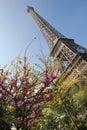 Eiffel tower in bloom, Paris, France Royalty Free Stock Photo