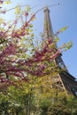 Eiffel tower in bloom, Paris, France Royalty Free Stock Photo