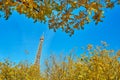 Eiffel tower with bright autumn yellow leaves Royalty Free Stock Photo