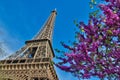 Eiffel Tower with cherries in Paris France Royalty Free Stock Photo