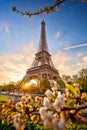 Eiffel Tower with spring tree in Paris, France Royalty Free Stock Photo