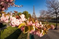 Eiffel Tower with spring trees in Paris, France Royalty Free Stock Photo