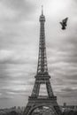 Eiffel tower from Trocadero with pigeon flying, Paris, France