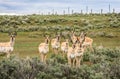 Eight Antelope Bucks In A Field