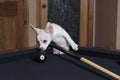 Eight ball in the corner Royalty Free Stock Photo