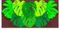 Eight big green leaves monsteras