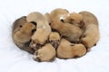 Eight brown puppies sleeping