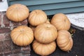 Eight cheese pumpkins