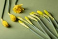 eight closed buds of daffodils against a background of de-focused open yellow buds.