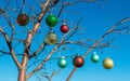 Eight colorful Christmas ornaments hanging on bare tree branches Royalty Free Stock Photo