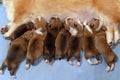 Eight cute puppies of Welsh Corgi Pembrokes eat their mother, ginger and white dog female lying down on blue carpet.