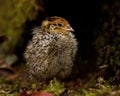 Eight days old quail, Coturnix japonica.....photographed in nature