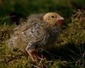 Eight days old quail, Coturnix japonica.....photographed in nature