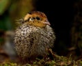 Eight days old quail, Coturnix japonica.....photographed in nature