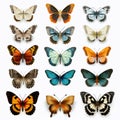 Diverse Butterflies On White Background - Hyper-realistic 3d Render