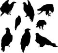 Eight eagle silhouettes