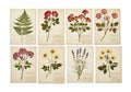 Eight herbarium sheets feature pressed plants, Royalty Free Stock Photo