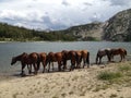 Horses drinking Royalty Free Stock Photo