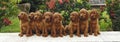 Eight irish setter puppies Royalty Free Stock Photo