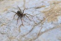 Eight legged brown wolf-spider on a rock Royalty Free Stock Photo