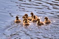 Eight little ducklings swimming in a small pond.