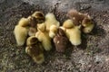 Eight little ducklings
