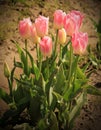 Eight lovely pink tulips growing in a garden Royalty Free Stock Photo