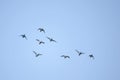 Flying mallards Royalty Free Stock Photo