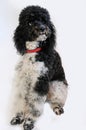 Eight month old harlequin poodle