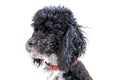 Eight month old harlequin poodle