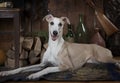 Eight months old Whippet dog Royalty Free Stock Photo