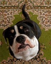 Eight months puppy of Old English Bulldog, in a close-up Royalty Free Stock Photo