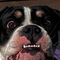 Eight months puppy of Old English Bulldog, in a close-up Royalty Free Stock Photo