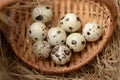 Eight motley quail eggs