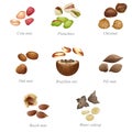 Eight named nuts and their peeled kernels. Part two