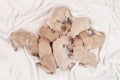 Eight newborn yellow labrador puppy dogs sleeping Royalty Free Stock Photo